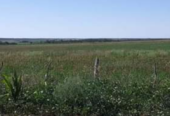 VENDO O PERMUTO CAMPO DE 10 HECTÁREAS