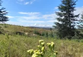 Campo 129 ha en Villa Berna Calamuchita Córdoba