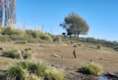 Vendo Campo 1001 hectáreas