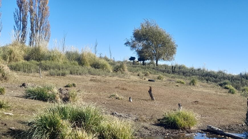 Vendo Campo 1001 hectáreas
