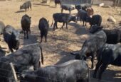 VENDO CAMPO 397 HECTÁREAS EN SANTIAGO DEL ESTERO..OPORTUNIDAD INVERSIONISTAS