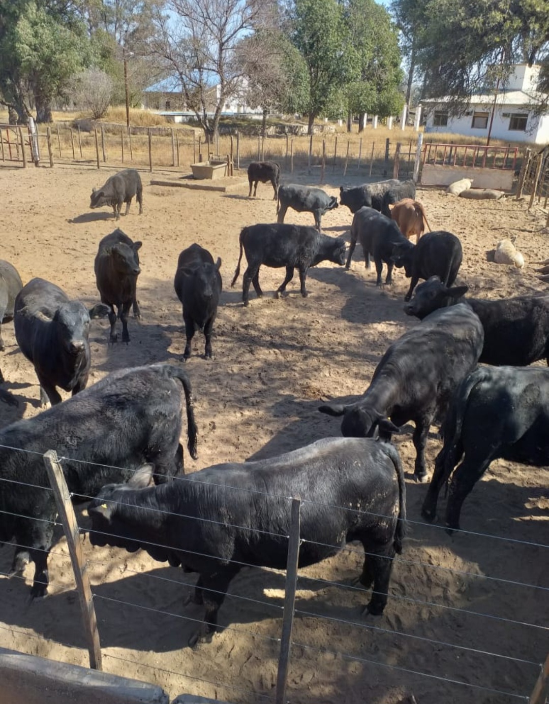 VENDO CAMPO 397 HECTÁREAS EN SANTIAGO DEL ESTERO..OPORTUNIDAD INVERSIONISTAS