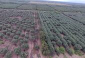VENDO CAMPO 397 HECTÁREAS EN SANTIAGO DEL ESTERO..OPORTUNIDAD INVERSIONISTAS