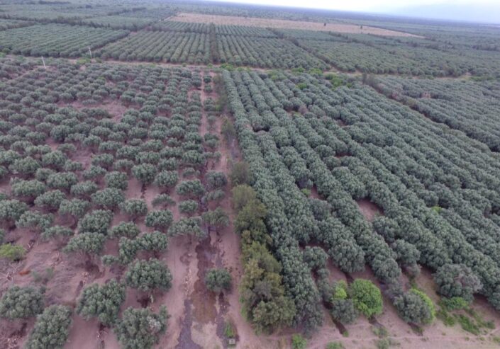VENDO CAMPO 397 HECTÁREAS EN SANTIAGO DEL ESTERO..OPORTUNIDAD INVERSIONISTAS