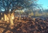 CAMPO GANADERO EN CATAMARCA U$130 X HECTAREA