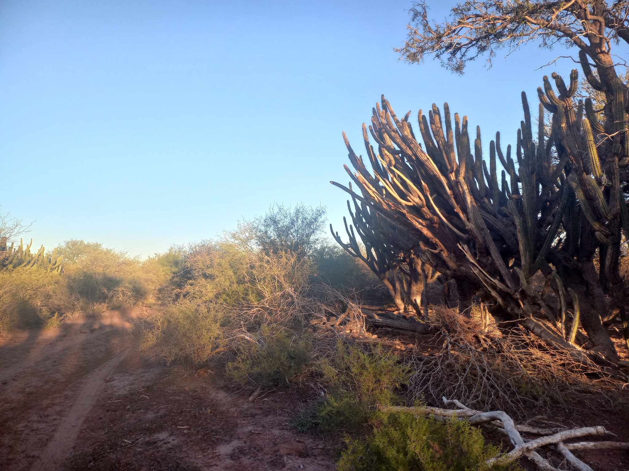 CAMPO GANADERO EN CATAMARCA U$130 X HECTAREA
