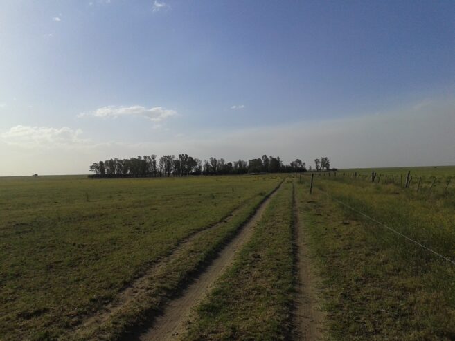 CAMPO 250 HAS – VILLARINO – u$s 1200