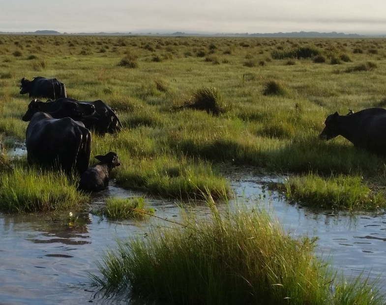 Campo Ganadero En Arrendamiento En Corrientes