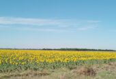 62 HA AGRICOLAS EN ALQULER EN SAN MARIANO (Santa Fe)