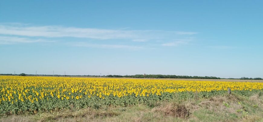 62 HA AGRICOLAS EN ALQULER EN SAN MARIANO (Santa Fe)