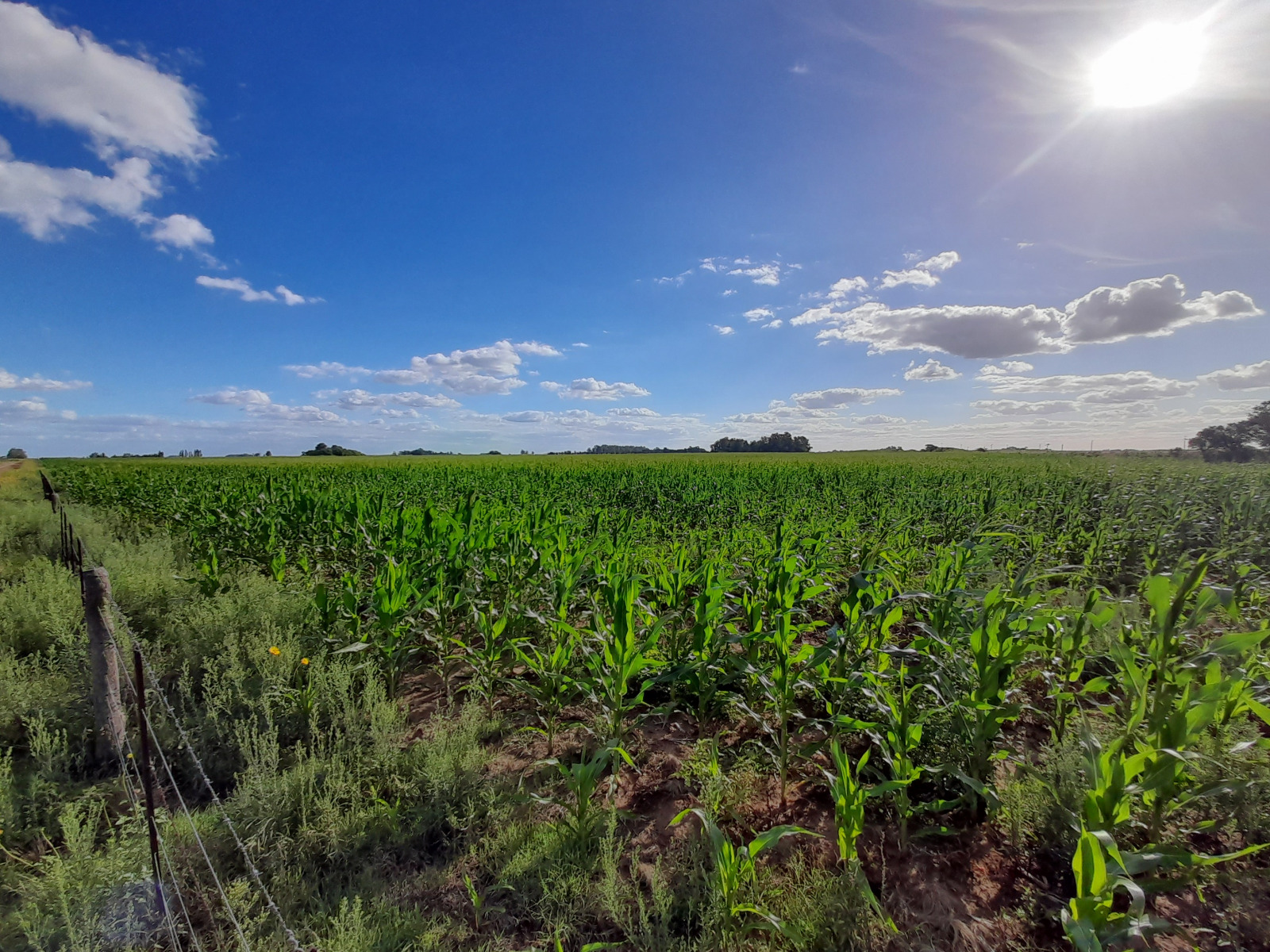 Se Venden 135 ha agrícolas en Catrilo. La Pampa