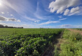 Se Venden 135 ha agrícolas en Catrilo. La Pampa