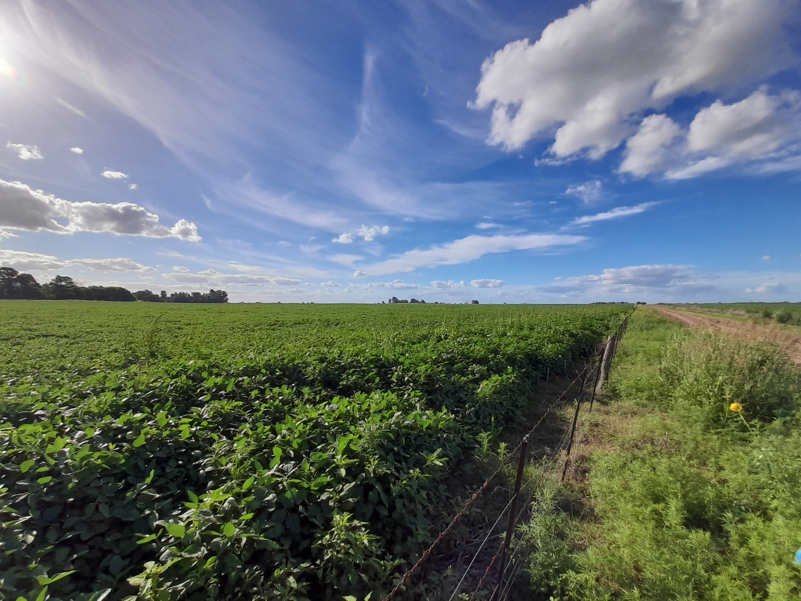 Se Venden 135 ha agrícolas en Catrilo. La Pampa