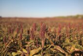 62 HA AGRICOLAS EN ALQULER EN SAN MARIANO (Santa Fe)