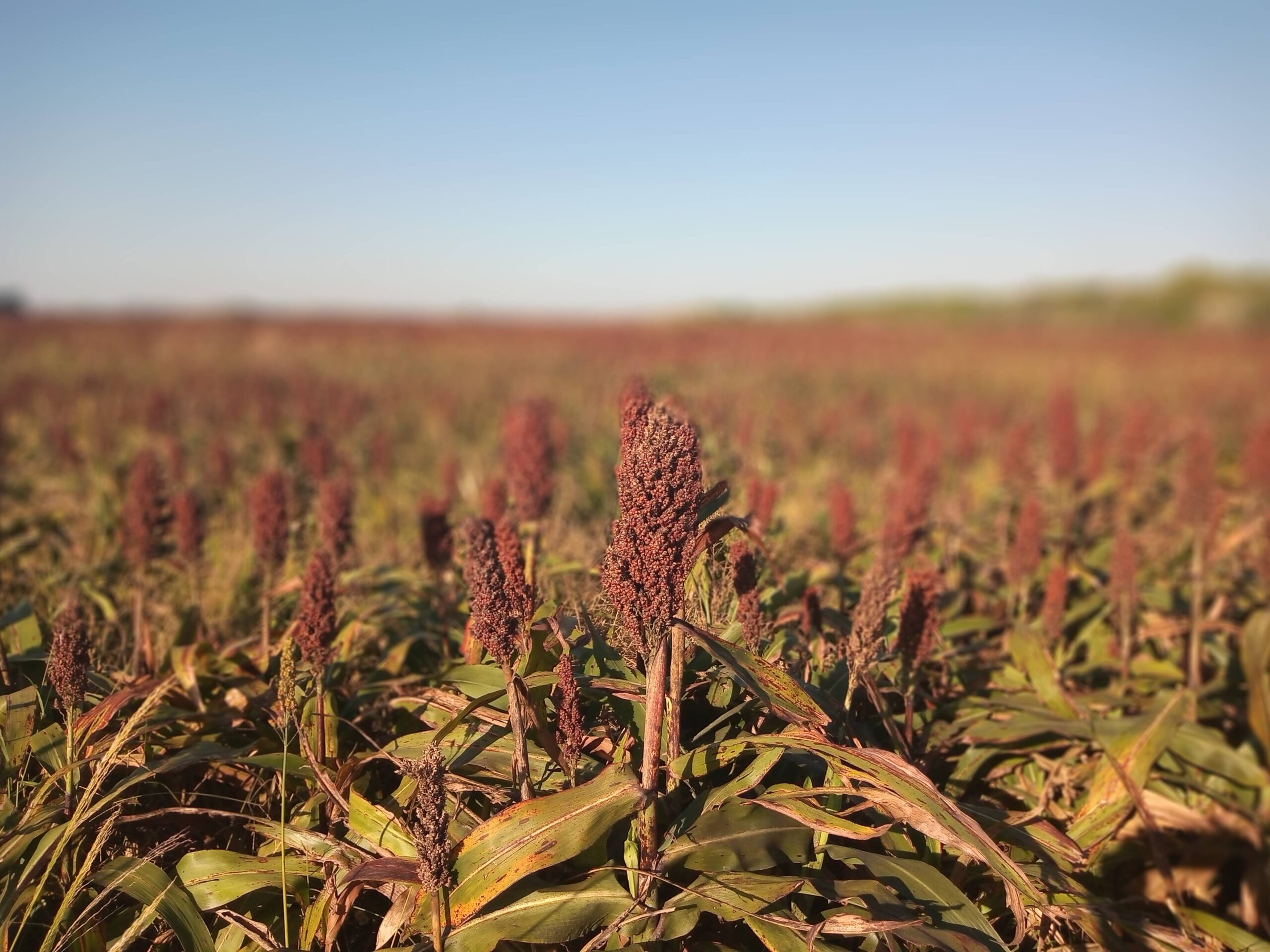 62 HA AGRICOLAS EN ALQULER EN SAN MARIANO (Santa Fe)