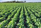 62 HA AGRICOLAS EN ALQULER EN SAN MARIANO (Santa Fe)
