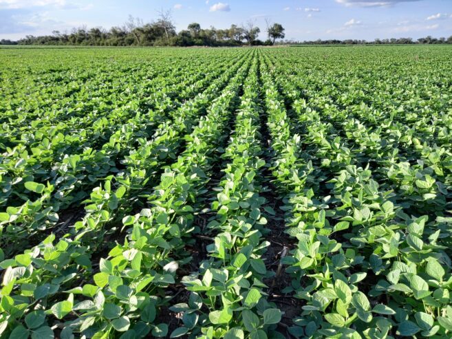 62 HA AGRICOLAS EN ALQULER EN SAN MARIANO (Santa Fe)