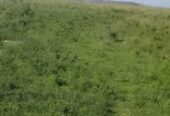 Campo Ganadero En Arrendamiento En Corrientes