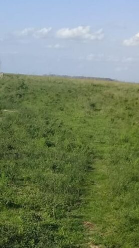 Campo Ganadero En Arrendamiento En Corrientes