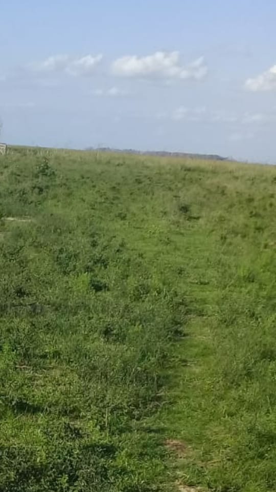 Campo Ganadero En Arrendamiento En Corrientes