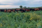 Vendo campo en isla entre rios