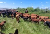Vendo campo en isla entre rios