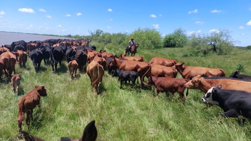 Vendo campo en isla entre rios