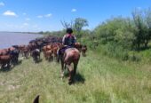 Vendo campo en isla entre rios