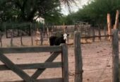 Se Venden 2 campos de 2500 has c/u pegados en Limay Mahuida. Pcia de La Pampa u$s120 por hectárea