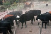 Se Venden 2 campos de 2500 has c/u pegados en Limay Mahuida. Pcia de La Pampa u$s120 por hectárea