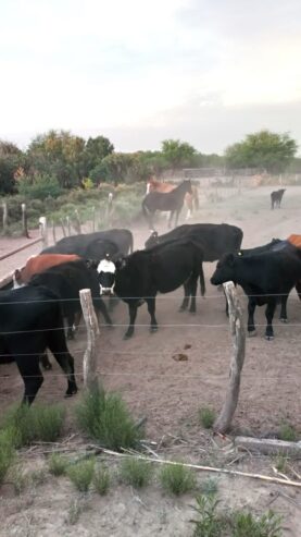 Se Venden 2 campos de 2500 has c/u pegados en Limay Mahuida. Pcia de La Pampa u$s120 por hectárea