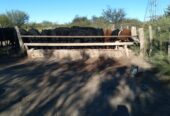 Se Venden 2 campos de 2500 has c/u pegados en Limay Mahuida. Pcia de La Pampa u$s120 por hectárea