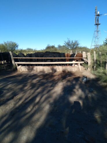 Se Venden 2 campos de 2500 has c/u pegados en Limay Mahuida. Pcia de La Pampa u$s120 por hectárea
