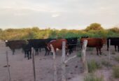 Se Venden 2 campos de 2500 has c/u pegados en Limay Mahuida. Pcia de La Pampa u$s120 por hectárea