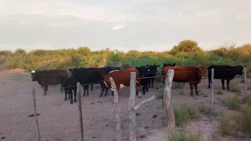 Se Venden 2 campos de 2500 has c/u pegados en Limay Mahuida. Pcia de La Pampa u$s120 por hectárea