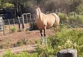 Se Venden 2 campos de 2500 has c/u pegados en Limay Mahuida. Pcia de La Pampa u$s120 por hectárea