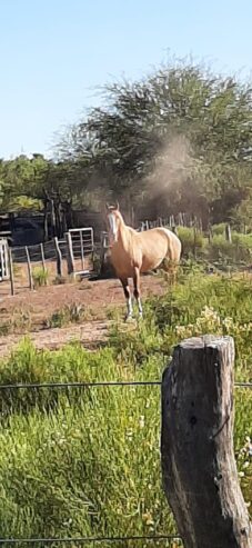Se Venden 2 campos de 2500 has c/u pegados en Limay Mahuida. Pcia de La Pampa u$s120 por hectárea