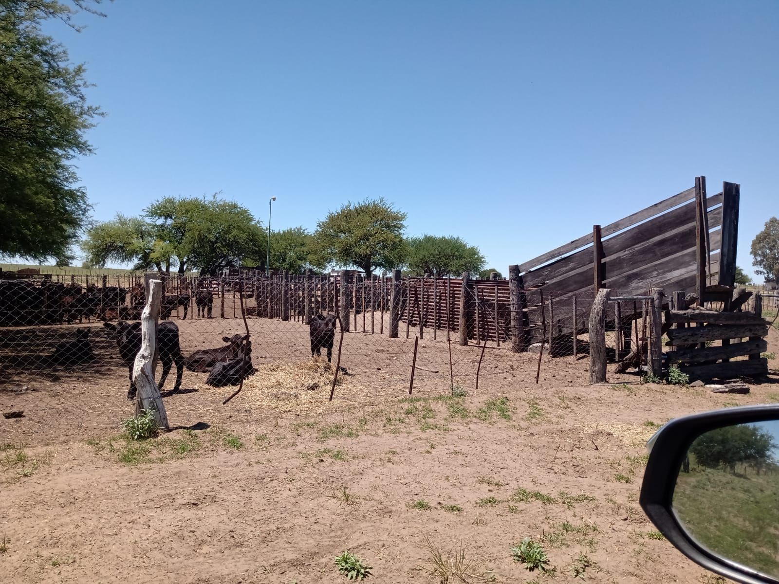 Inmobiliaria Vende 1713 Has Mixtas. Villa Iris. Puán. Receptividad 500 vacas. u$s853 la ha