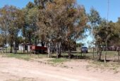 Inmobiliaria Vende 1713 Has Mixtas. Villa Iris. Puán. Receptividad 500 vacas. u$s853 la ha
