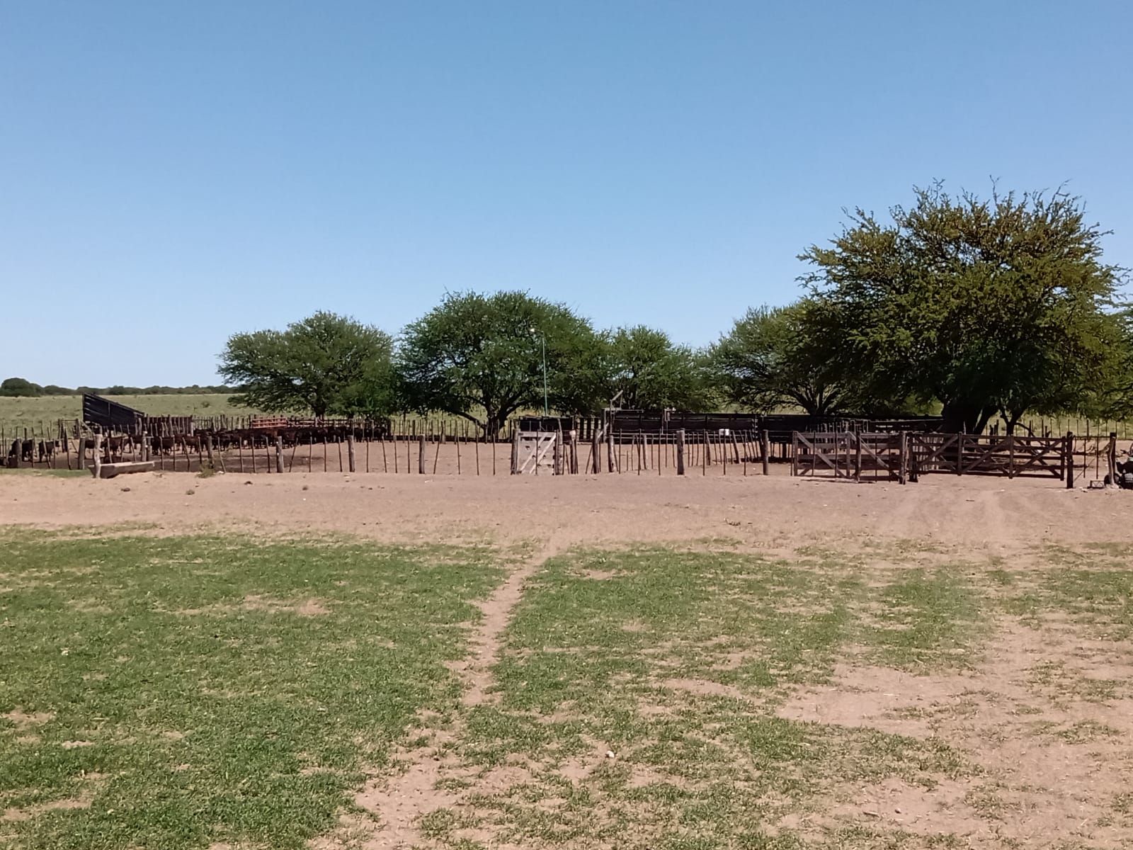 Inmobiliaria Vende 1713 Has Mixtas. Villa Iris. Puán. Receptividad 500 vacas. u$s853 la ha