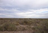 CAMPO En VENTA!!! Campo de secano. a 15 kms de Choele Choel (R.N.). 6000 hectáreas. Un juego de corrales. Molinos. Aguadas. Vivienda precaria. Por consultas (0299) 4041692