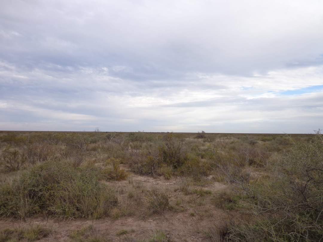 CAMPO En VENTA!!! Campo de secano. a 15 kms de Choele Choel (R.N.). 6000 hectáreas. Un juego de corrales. Molinos. Aguadas. Vivienda precaria. Por consultas (0299) 4041692