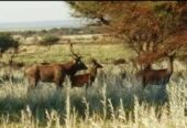 Se Vende Coto de Caza de 1435 Has en Bernasconi pcia de La Pampa