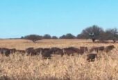 Se Vende Coto de Caza de 1435 Has en Bernasconi pcia de La Pampa