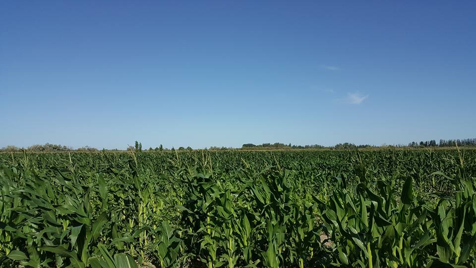 Oportunidad!! En Gral Conesa Chacras En Produccion , Vendo , Permuto, Financio !! DUEÑO DIRECTO