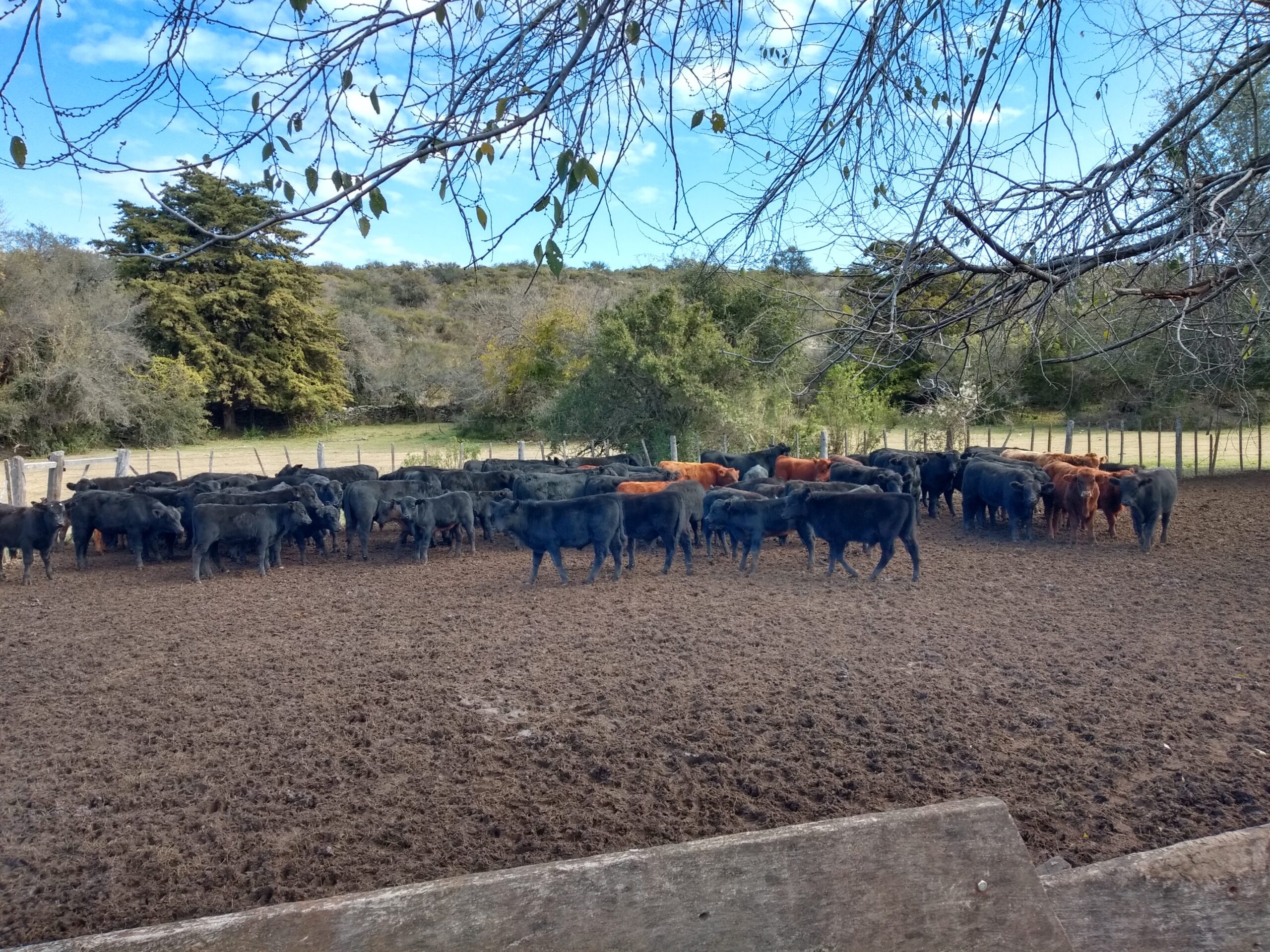 CAMPO GANADERO EN VENTA EN CORDOBA PAMPA DE POCHO TRASLASIERRAS