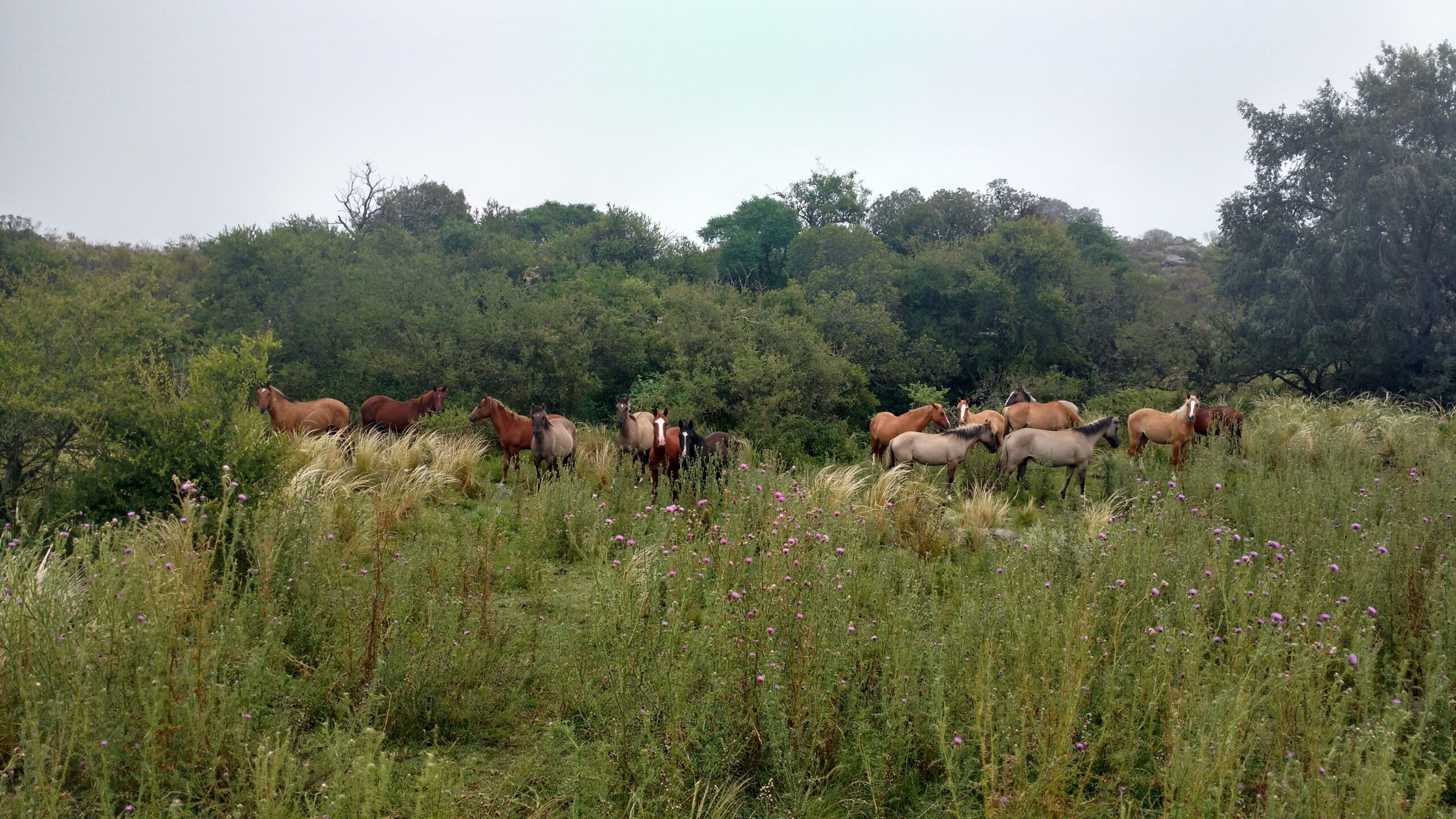 CAMPO GANADERO EN VENTA EN CORDOBA PAMPA DE POCHO TRASLASIERRAS