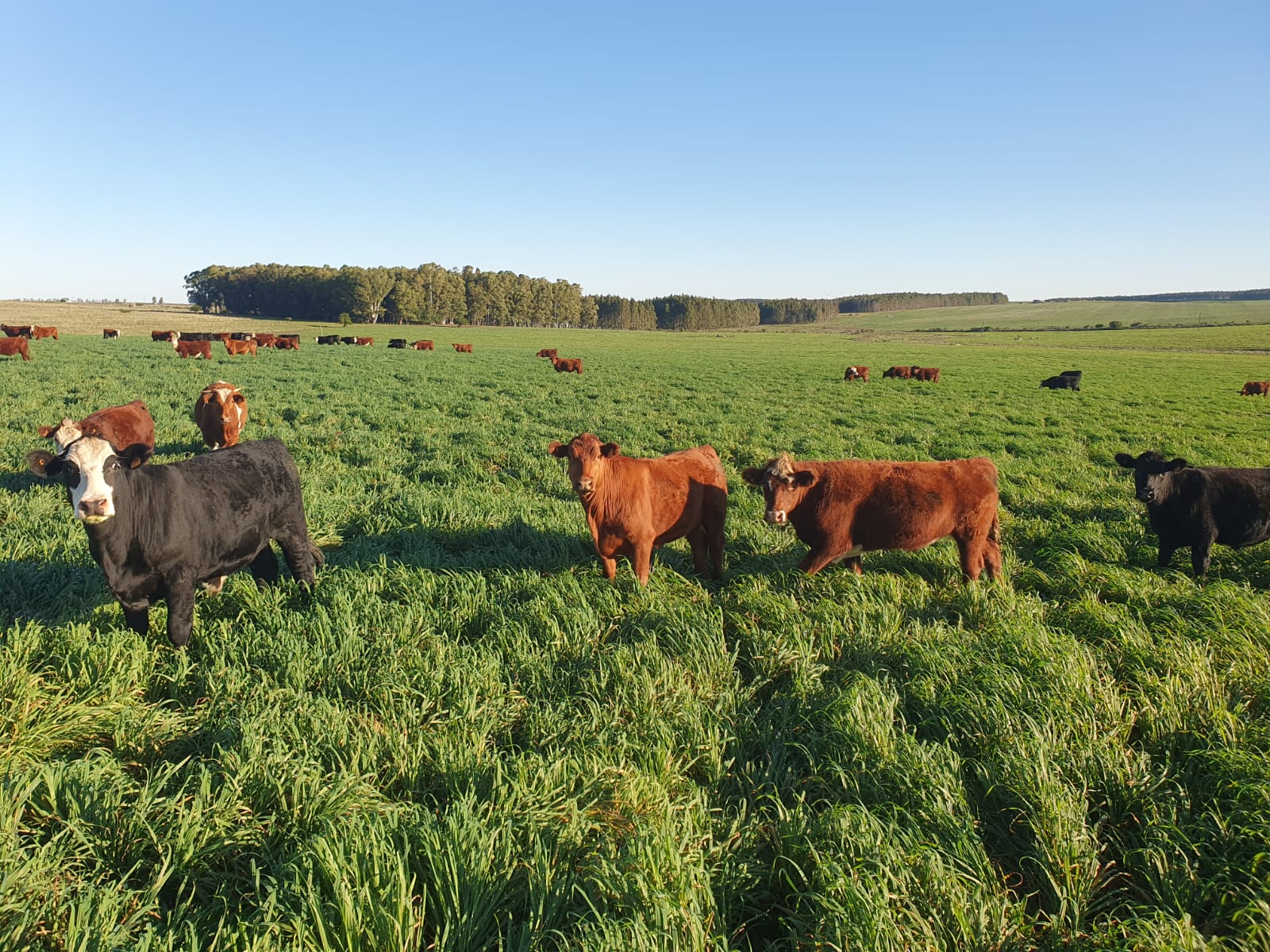 Campo en Venta en Uruguay: Florida