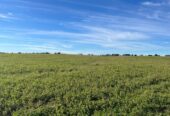 Campo en Venta en Uruguay: Florida
