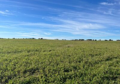 CAMPO-A-LA-VENTA-FLORIDA-350-HECTAREAS